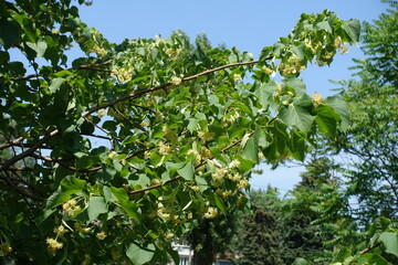 Linden tree branches with flowers against blue sky in mid June