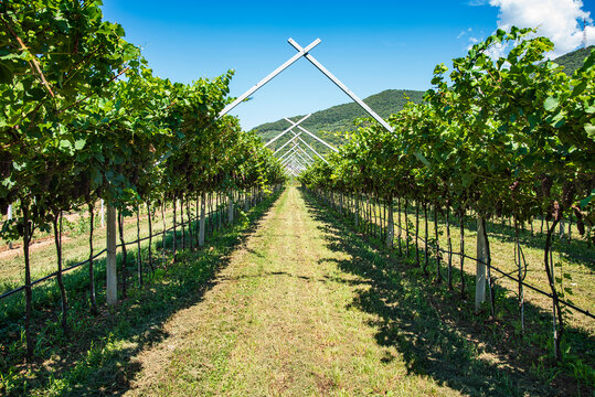 Ripe grapes in a  vineyard in the winegrowing area.