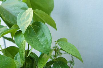 Macro photo of Saigon cinnamon leaves