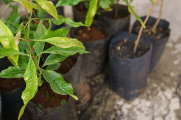 Macro photo of clove (Syzygium aromaticum) leaves