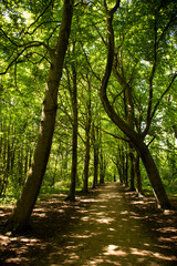 Green crooked trees of Westrhoutpark in Beverwijk city in North Holland province of the Netherlands