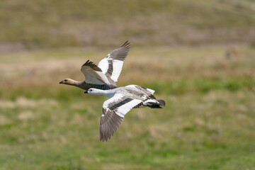 The upland goose or Magellan goose (Chloephaga picta)