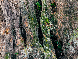 Tronco de un olivo. Pinto. Madrid. España. Europa.