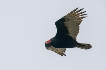 The Turkey vulture (cathartes aura falklandica)