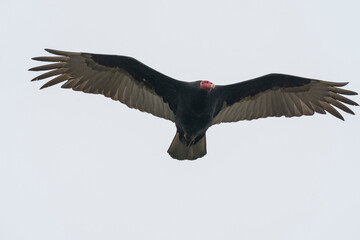 The Turkey vulture (cathartes aura falklandica)