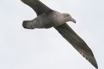 The southern giant petrel (Macronectes giganteus), also known as the Antarctic giant petrel