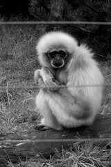 Obraz premium Taken at a zoo in the UK!