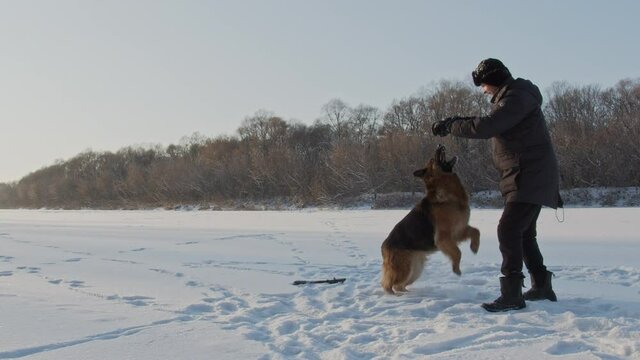 Man training a large German shepherd in nature in winter. Trainer teaches the dog to attack the opponent. Handler training the big dog, slow shooting. Man playing with his dog, outdoors.