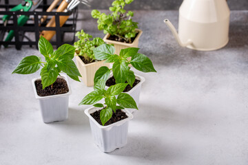 Young plants of pepper in pots. Spring seedlings. Gardening concept, springtime.