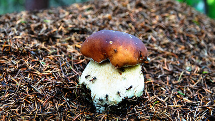 Wonderful mushroom grow on ant hill. Harvest time of mushrooms