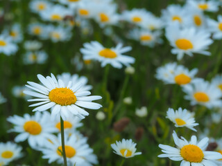 Pretty white oxeye daisies, Leucanthemum vulgare, flowering in a summer meadow