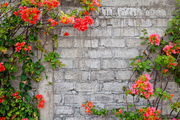 Old brick wall and bougainvillea flowers.