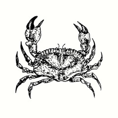 Hand drawn vintage crab top view. Ink black and white drawing. Vector illustration