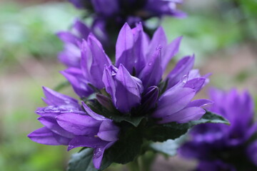 
flower Ukraine Lviv Bryukhovychi purple petal delicate round bud flower summer beauty leaves