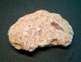 plitnyak stone, Ilmen clay with inclusions of ancient mollusks