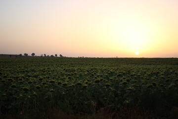 Sunflower Field