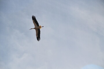 White stork flying