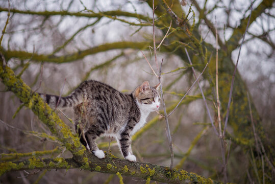 Photo of a tabby cat on a tree.