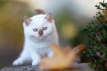 Luxus Katze BKH vom Züchter edel und imposant