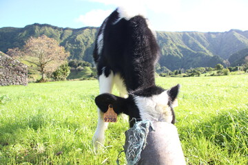 Naklejka na ściany i meble Cow Grazing field in Azores