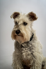 schnauzer studio portrait dog