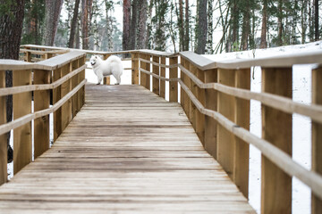 Samoyed white dog is on snow path road in Latvia