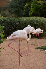 Pink flamingos in the zoo.