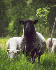 sheep black sheep