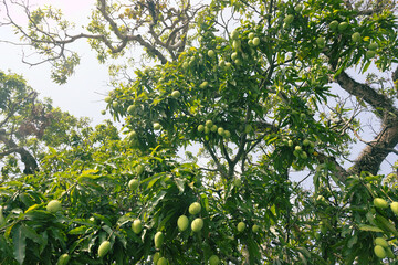 Mango Fruit