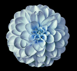 dahlia flower blue. Flower isolated on the black background. Close-up. Nature