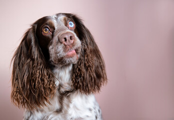  Curious russian chocolate spaniel with different eyes on pink background