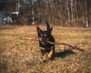 lancashire heeler running dog with stick