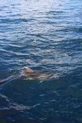Fototapeta premium Wild Dolphins Atlantic Ocean 