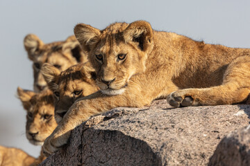 The most beautiful lion of the Masai Mara - obrazy, fototapety, plakaty
