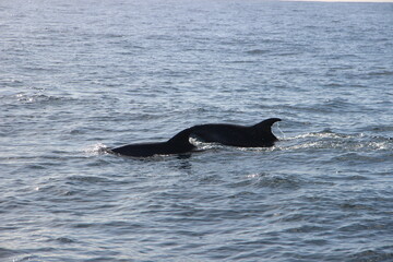 Obraz premium Wild Dolphins Atlantic Ocean 