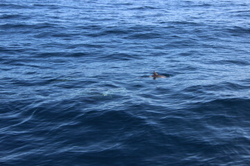 Obraz premium Wild Dolphins Atlantic Ocean 
