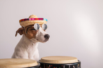 A funny dog in a sombrero and sunglasses plays the mini bongo drums. Jack Russell Terrier in a...
