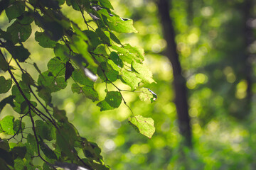 Green birch leaves under in summer