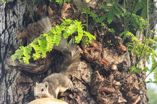 Finlayson's squirrel (Callosciurus finlaysonii) holds