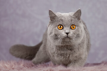 Britisch Kurzhaar Katze in blau mit orangen Augen sehr edel