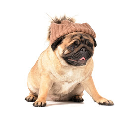 Cute pug dog with warm hat on white background. Concept of heating season