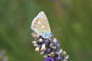 Fototapeta na wymiar A Common blue butterfly on a flower.