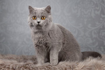 Britisch Kurzhaar Katze in blau mit orangen Augen sehr edel
