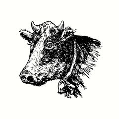 Hand drawn vintage cow head with bell on neck. Ink black and white drawing. Vector illustration