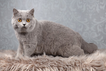 Fototapeta premium Britisch Kurzhaar Katze in blau mit orangen Augen sehr edel
