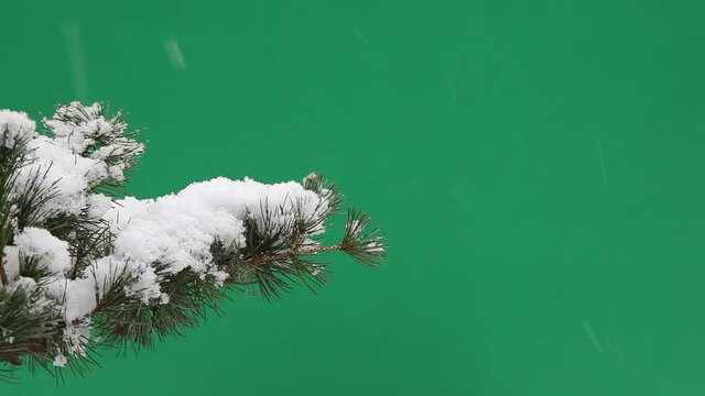 CHUTE DE NEIGE avec branche de sapin isolée sur fond vert