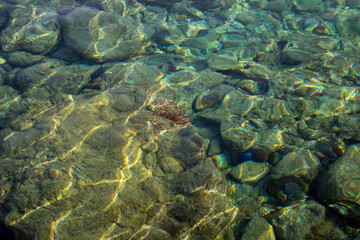 Fototapeta na wymiar big bright fish swims in the sea