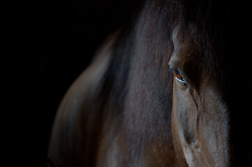 Horse Eye Sillouette 