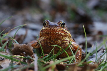 frog in the grass
