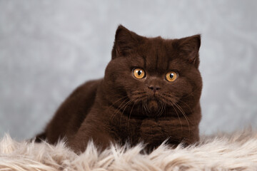 Luxus Katze BKH vom Züchter edel und imposant - Kitten dick und rund 
